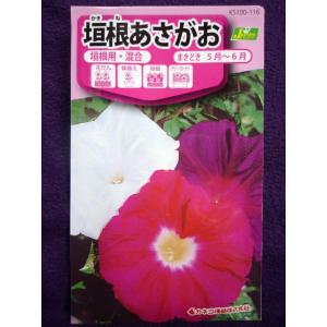 ★種子★処分★　垣根あさがお　カネコ種苗　23.11　◎ベランダ、垣根用に最適♪　（ゆうパケット便可能）｜farmmikawa