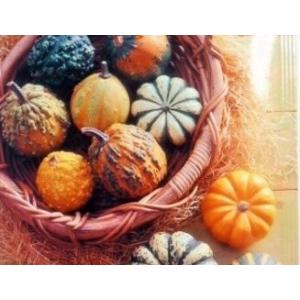 おもちゃかぼちゃの種の商品一覧 通販 Yahoo ショッピング