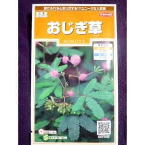 おじぎ草の商品一覧 通販 Yahoo ショッピング