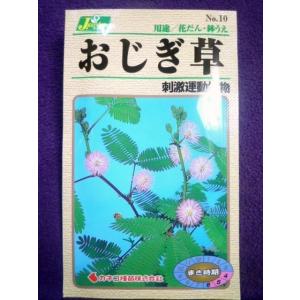 ★種子★処分★　おじぎ草　刺激運動植物　カネコ種苗　23.10　◎学校の教材として子供たちに愛培されています♪　（ゆうパケット便可能）｜farmmikawa