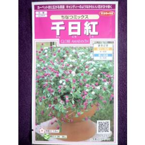 ★種子★処分★　千日紅　ちなつミックス　サカタのタネ　23.10　◎旺盛な分枝力で株張りが約50〜60cmにも♪　（ゆうパケット便可能）｜farmmikawa