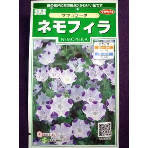 ネモフィラ 白 花 ガーデニング の商品一覧 通販 Yahoo ショッピング
