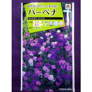 花 宿根バーベナ 種 種子 の商品一覧 花 ガーデニング 通販 Yahoo ショッピング