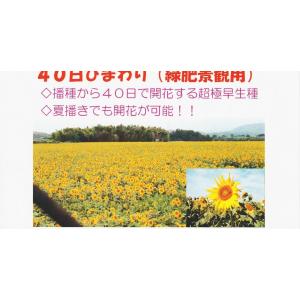 種子　４０日ひまわり　緑肥用 景観用　６０００粒　宝種苗　22.12　◎夏播きでも開花可能♪　（レターパックプラス便可能）