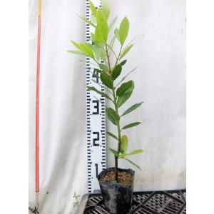 月桂樹 鉢植えの商品一覧 通販 Yahoo ショッピング