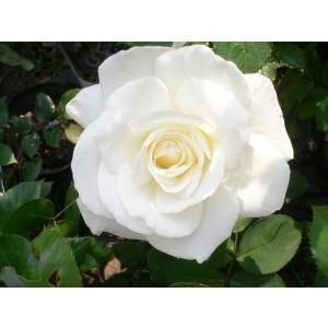バラ 切り花 白の商品一覧 通販 Yahoo ショッピング