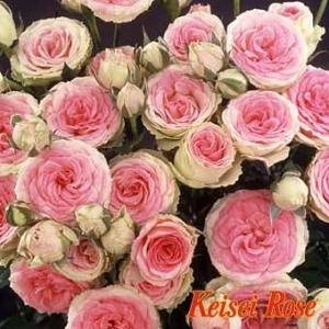 ★バラ苗★Ｆ★　ミミ エデン　◎非常に長持ちする切花が採れます♪　６号　京成