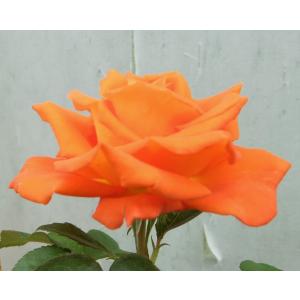 ★バラ苗★ＨＴ★　モニカ　◎とても鮮やかな花色で人目を引きます♪　６号