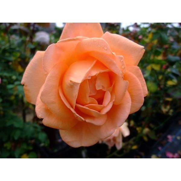 ★バラ苗★ＨＴ★　夢　◎さわやかなシャーベットオレンジ色のボリュームのある花で栽培しやすい品種です♪...