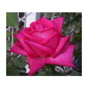 バラ苗 ｈｔ ロージ クリスタル 花形の良い品種です 6号 b ガーデンショップ ミカワ 通販 Yahoo ショッピング