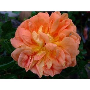 ★バラ苗★ＨＦｔ★　ソレイユ ドール　◎現代黄バラの元になった品種♪　強剪定４号　１鉢