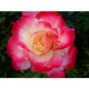 ★バラ苗★ＣｌＨＴ★　つるダブル デライト　◎濃厚なフルーツの芳香が楽しめます♪　強剪定４号　１鉢