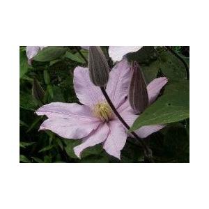 クレマチス苗 パテンス系 ローズ シュプリーム H5 b ガーデンショップ ミカワ 通販 Yahoo ショッピング