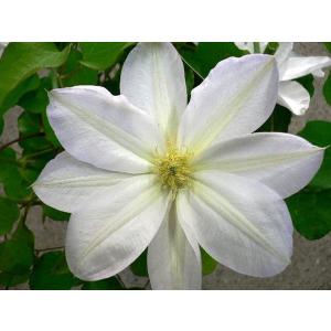 ★クレマチス苗★ラヌギノーサ系★　白雪姫　２Ｈ　１鉢