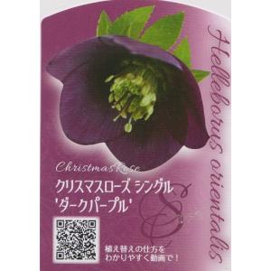 ★クリスマスローズ苗★　オリエンタリス系シングル　ダークパープル　◎花の少ない時期に開花します♪　3号　大森プランツ