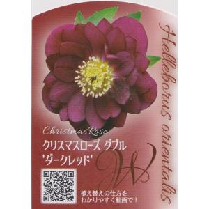 ガーデンショップ ミカワ ３号鉢 クリスマスローズ Yahoo ショッピング