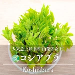 送料無料　コシアブラ・こしあぶら　山菜　天然物　約100g　長野県産