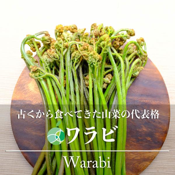 ワラビ　わらび　山菜　天然物　アク取り用の炭付き　約600g　長野・新潟県産　国産　春の味覚　山の幸...