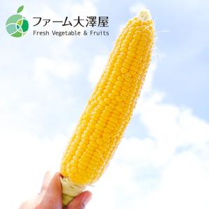 信濃町産ゴールドラッシュ とうもろこし 2L ...の詳細画像3