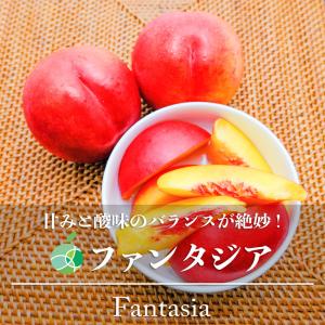 ファンタジア　ネクタリン　約2kg　6〜12玉　長野県産　2023　フルーツ　ギフト