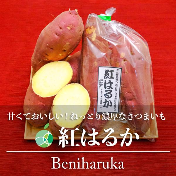 紅はるか　さつまいも　約1.2kg　2本　茨城県産　甘藷　ギフト　贈り物　お礼　お祝い　お土産　お見...