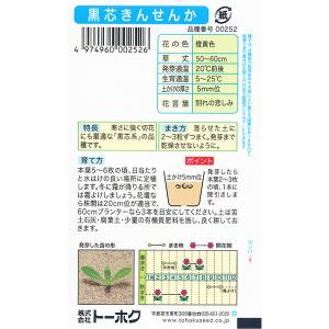 トーホク 花の種/種子 黒芯きんせんか 内容量...の詳細画像1