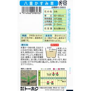 トーホク 花の種/種子 宿根八重かすみ草 内容...の詳細画像1