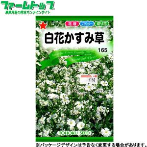 トーホク　花の種/種子　白花かすみ草　内容量1ml　種 （追跡可能メール便発送　全国一律370円）00566