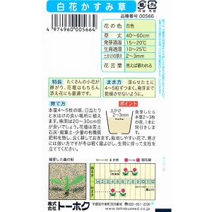 トーホク 花の種/種子 白花かすみ草 内容量1...の詳細画像1