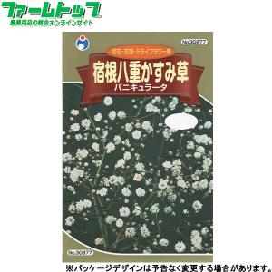 かすみ草 種の商品一覧 通販 Yahoo ショッピング