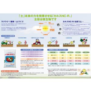 お昼12:00までのご注文で当日発送!カルス ...の詳細画像1