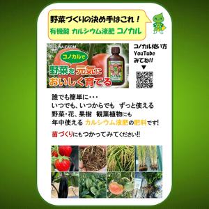 有機酸カルシウム液肥 コノカル 500ml 葉...の詳細画像1