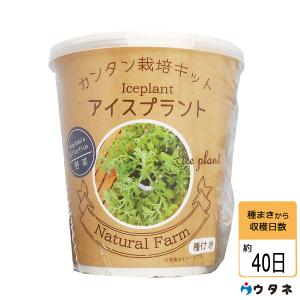 アイスプラント 種 種 種子 の商品一覧 花 ガーデニング 通販 Yahoo ショッピング