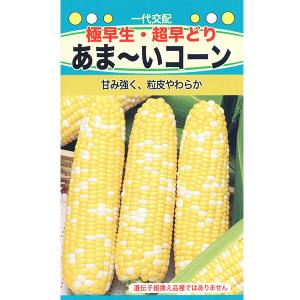 トーホク 野菜の種/種子 とうもろこし 極早生・...の商品画像