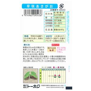 トーホク 花の種/種子 あさがお 早咲あさがお...の詳細画像1