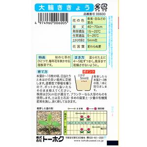 トーホク 花の種/種子 桔梗 大輪ききょう 内...の詳細画像1
