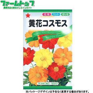 トーホク　花の種/種子　黄花コスモス　内容量2.5ml　種　（追跡可能メール便発送　全国一律370円）09703　　　