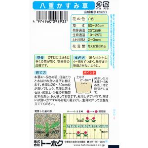 トーホク 花の種/種子 かすみ草 宿根八重かす...の詳細画像1