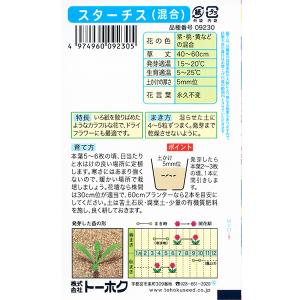 トーホク 花の種/種子 スターチス(混合) 内...の詳細画像1