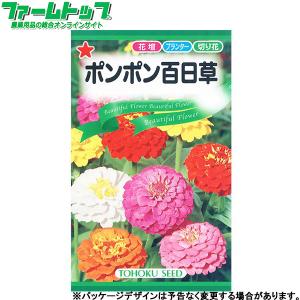 トーホク　花の種/種子　百日草　ポンポン百日草　内容量2ml　種　（追跡可能メール便発送　全国一律370円）00145　　　