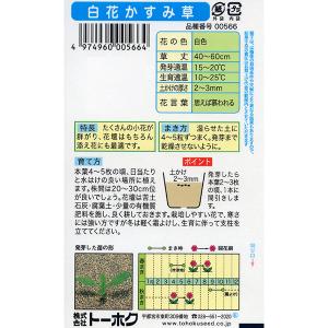 トーホク 花の種/種子 白花かすみ草 内容量1...の詳細画像1