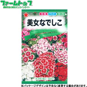 トーホク　花の種/種子　美女なでしこ　内容量1ml　種 （追跡可能メール便発送　全国一律370円）00305