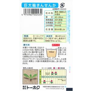 トーホク 花の種/種子 巨大輪きんせんか 内容...の詳細画像1