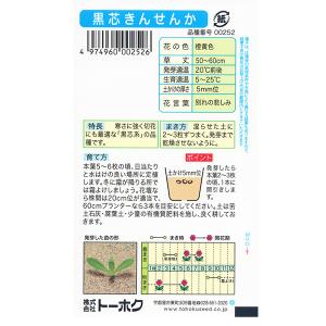 トーホク 花の種/種子 黒芯きんせんか 内容量...の詳細画像1