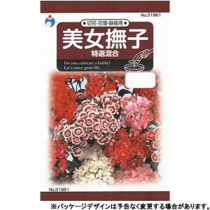 ウタネ　花の種/種子　美女撫子　特選混合　内容量0.5ml　種　（追跡可能メール便発送　全国一律370円）31961　　　