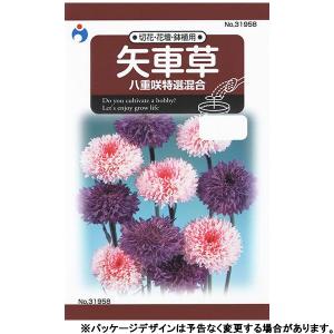 ウタネ　花の種/種子　矢車草　八重咲特選混合　内容量1ml　種　（追跡可能メール便発送　全国一律370円）31958　　　