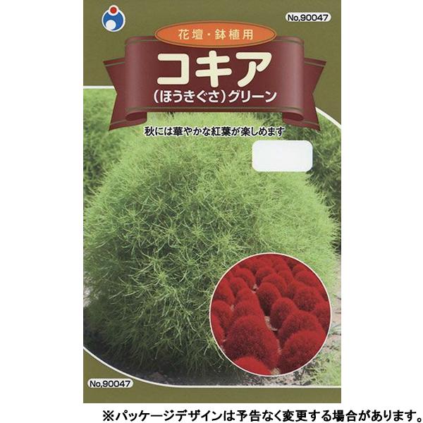 ウタネ　花の種/種子　コキア　（ほうきぐさ）グリーン　内容量0.5ml　種　（追跡可能メール便発送　...