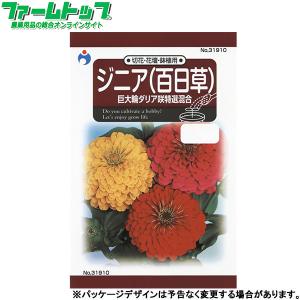 ウタネ　花の種/種子　ジニア（百日草）　巨大輪ダリア咲特選混合　内容量1.5ml　種　（追跡可能メール便発送　全国一律370円）31910　　　