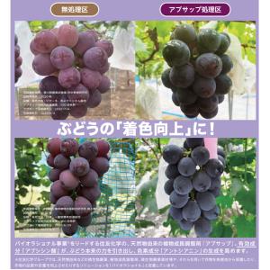 植物成長調整剤 アブサップ液剤100mlの詳細画像2