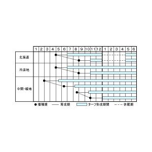 芝の種 ケンタッキーブルーグラス ムーンライト...の詳細画像2